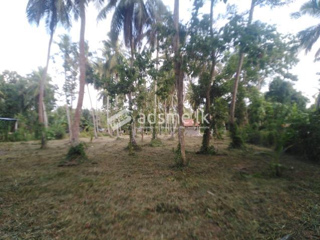 Land for sale in marawilla