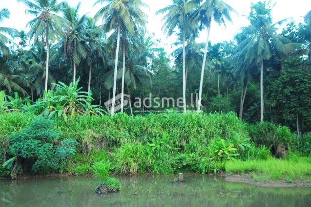 Coconut Land for sale
