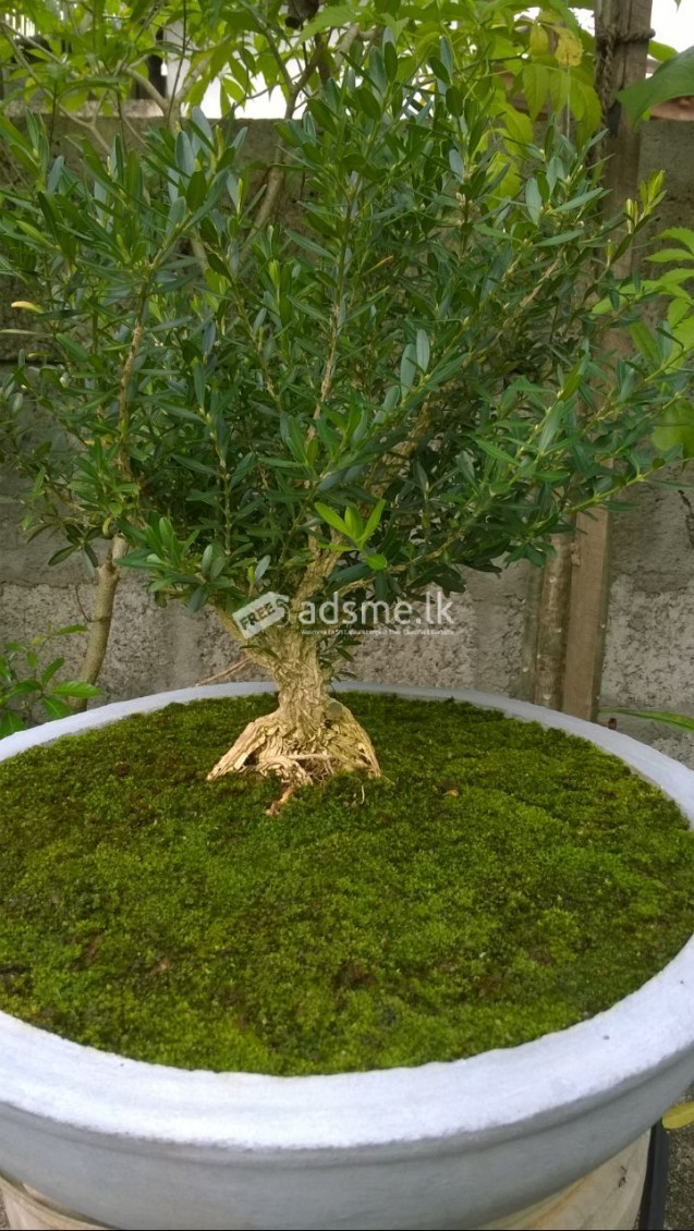 Bonsoi Plants for Sale