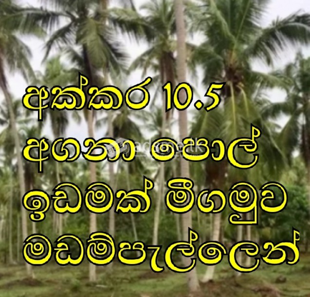 coconut land