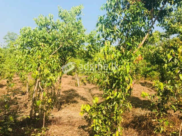 Land for sale Ahungalla