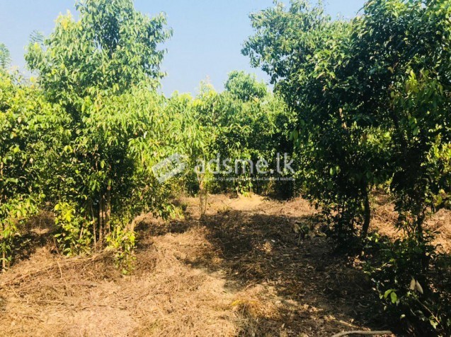 Land for sale Ahungalla