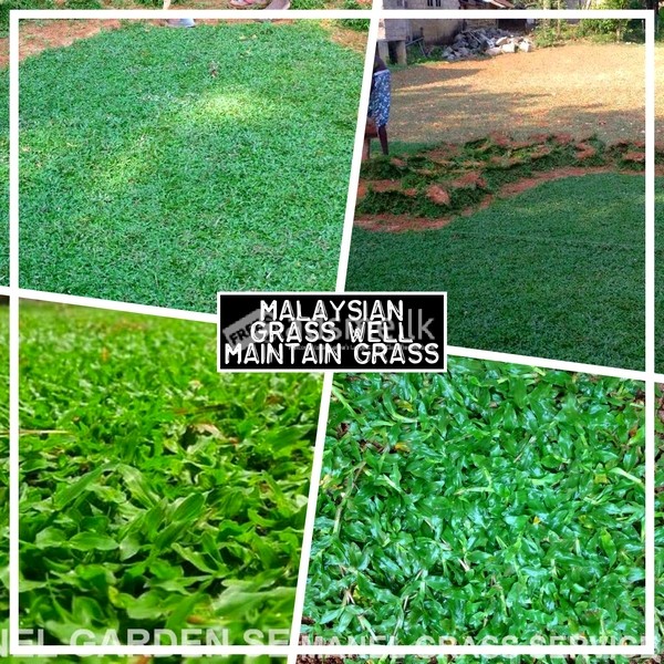 MALAYSIAN GARDEN GRASS SUPPLIER MANEL