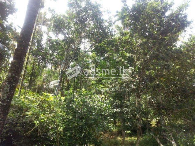 Land for sale  in Ragama, 15 km to Colombo