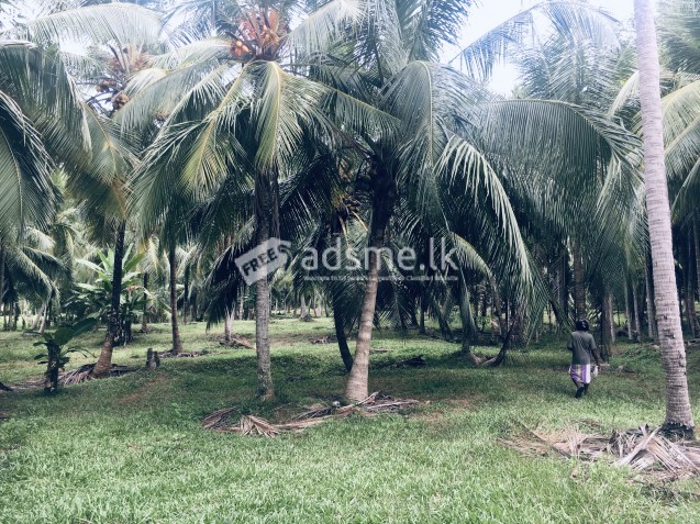 20 acres Coconut land for sale
