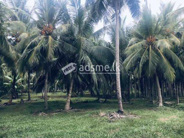 20 Acres Coconut land for sale
