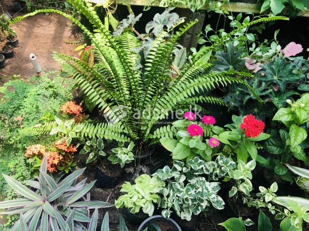 Indoor,Outdoor plants for sale