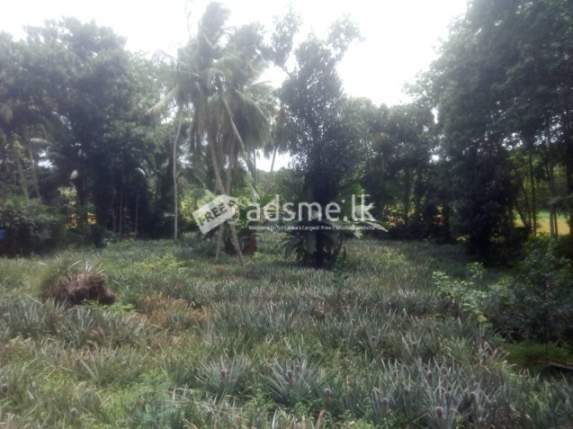 Land For Sale In Gampaha- Dompe