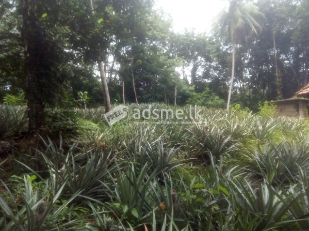 Land For Sale In Gampaha- Dompe