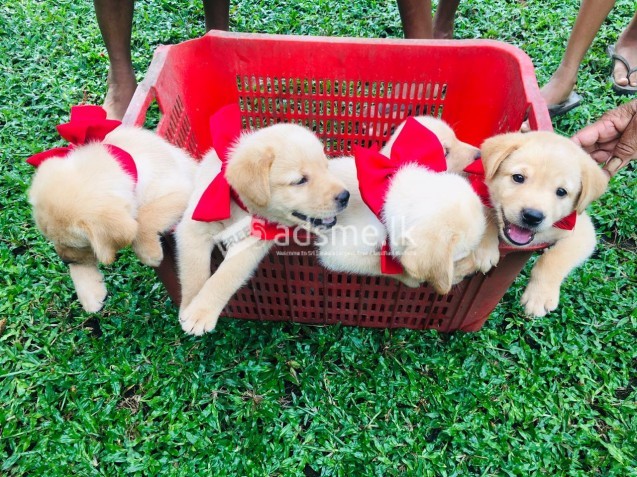 Sale for Labrador retriever puppies