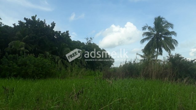 බොල්ගොඩ ගග අසබඩ 301 පර්චස් ඉඩමක් විකිණිමට