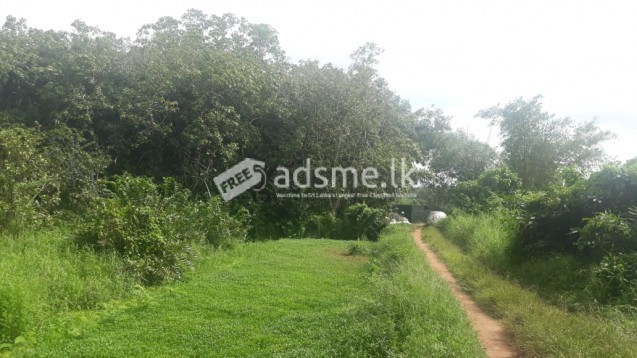 බොල්ගොඩ ගග අසබඩ 301 පර්චස් ඉඩමක් විකිණිමට