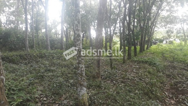 බොල්ගොඩ ගග අසබඩ 301 පර්චස් ඉඩමක් විකිණිමට