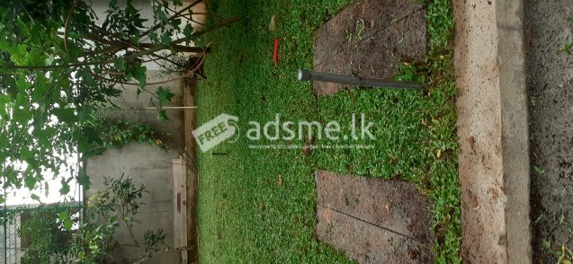 original malaysian mini grass carpets