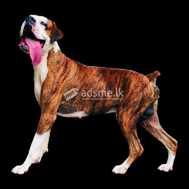 Boxer Dog For Crossing (STUD Service)
