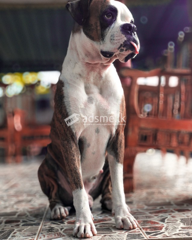 Boxer Dog For Crossing (STUD Service)