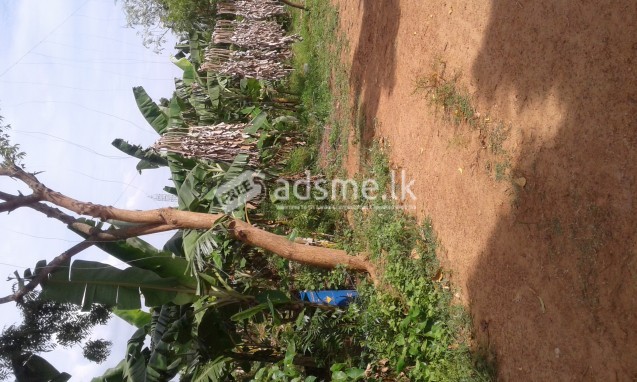 Agricultural Land for sell or rent