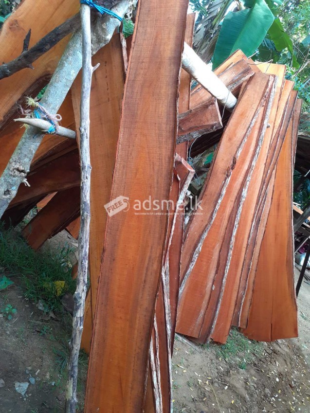 මහෝගනී ලී Mahogany Timber for sale