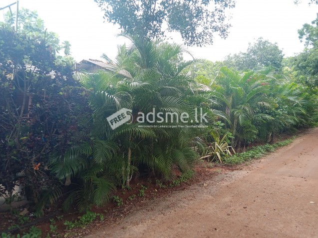 Land for sale with House in Anuradhapura.