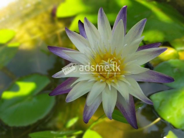 Waterlilies and Lotus