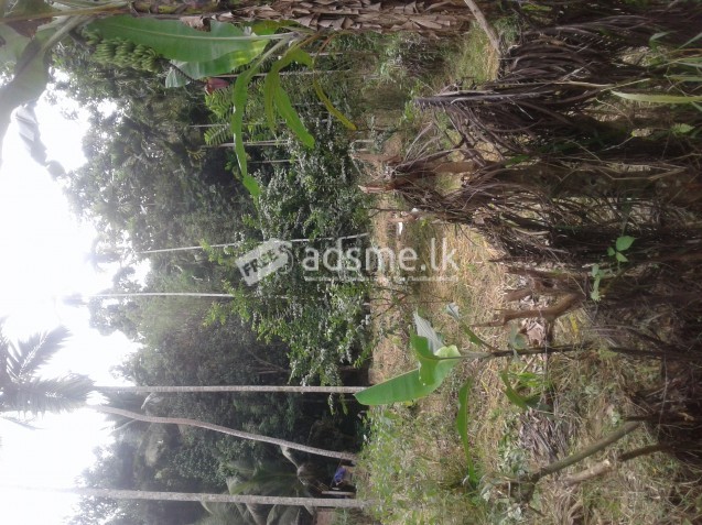 24 Perches Land For Sale - Pujapitiya/Ambathenna