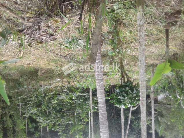24 Perches Land For Sale - Pujapitiya/Ambathenna