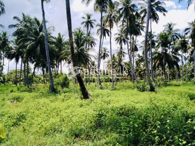 Coconut land (river face)