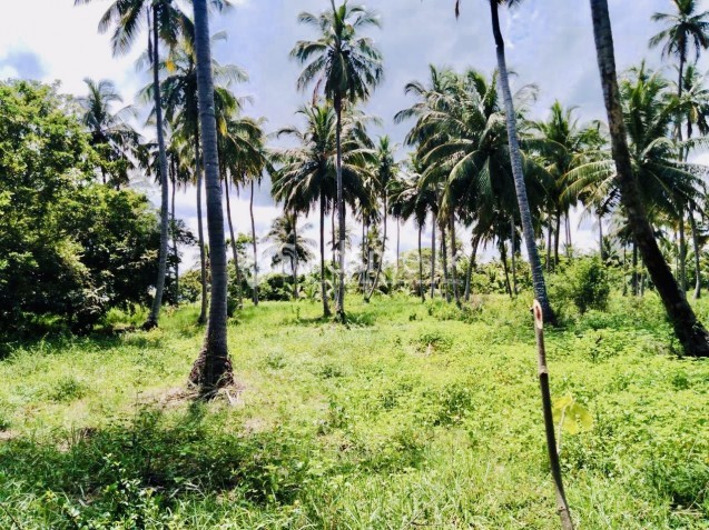 Coconut land (river face)