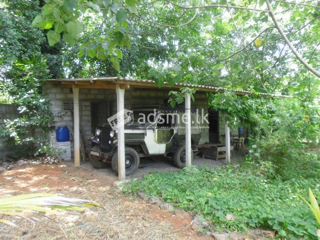 nature-land and paddy field for sale