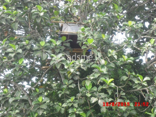 nature-land and paddy field for sale