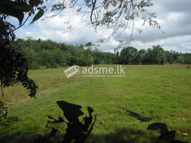 nature-land and paddy field for sale