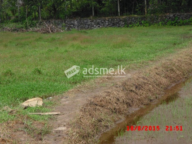 nature-land and paddy field for sale