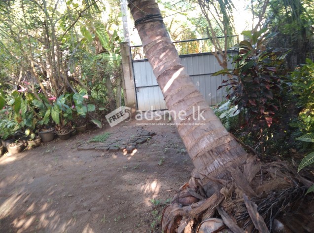 House with land sale in chilaw.