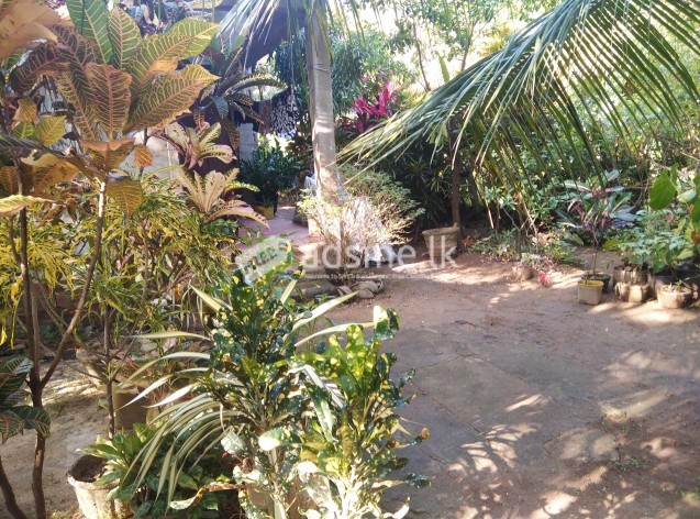 House with land sale in chilaw.