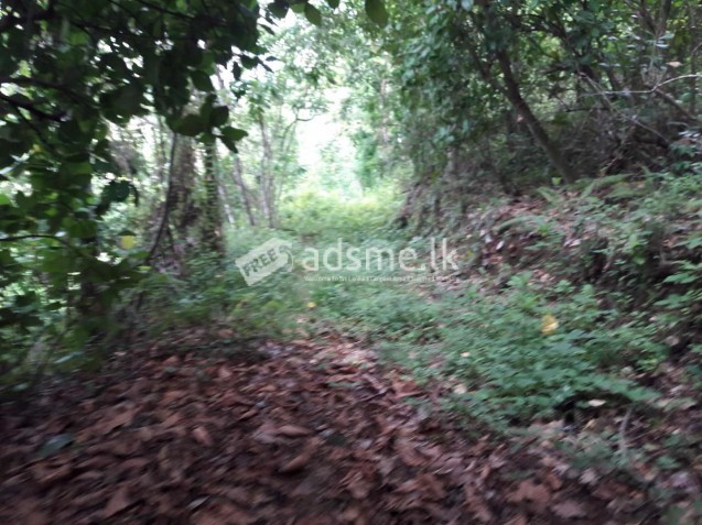 හොරණ අක්කර 5ක් අඩුම මිලට