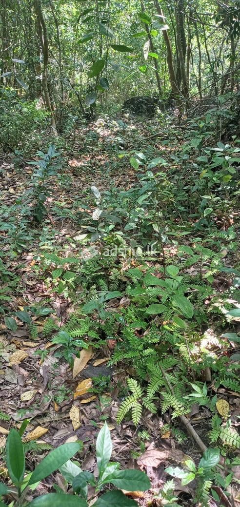 හොරණ අක්කර 5ක් අඩුම මිලට