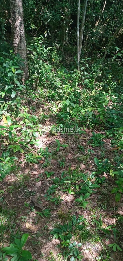 හොරණ අක්කර 5ක් අඩුම මිලට