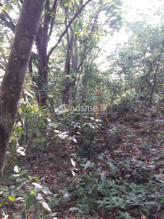 හොරණ අක්කර 5ක් අඩුම මිලට