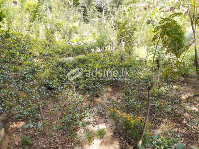 HOUSE WITH LAND FOR SALE IN GAMPOLA    6M