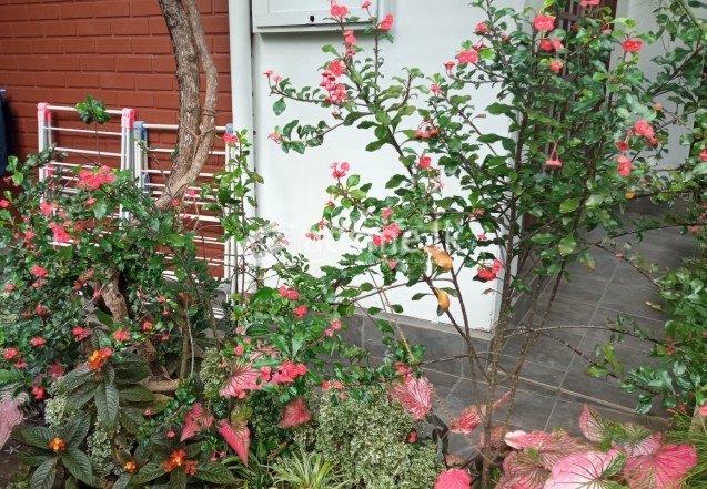 flower plants and bushes
