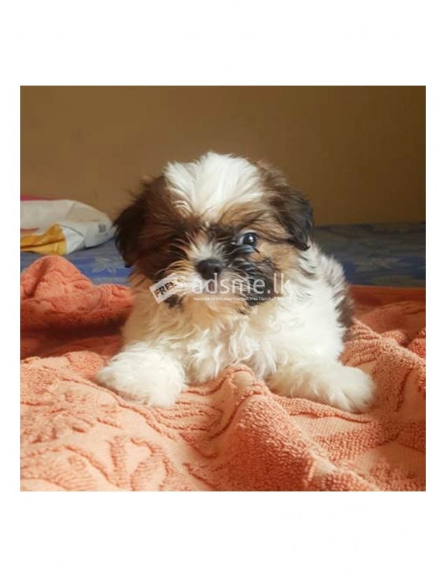 Shih Tzu Tricolor male puppy for sale