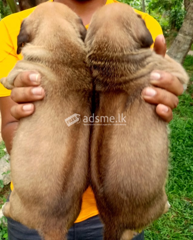Rhodesian Ridgeback Puppies for sale