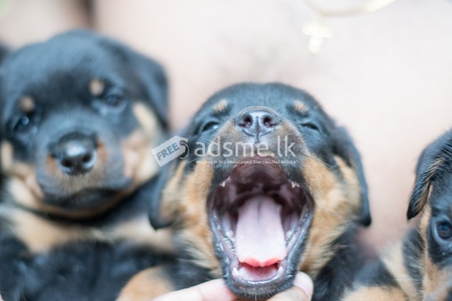 Quality Rottweiler Puppies – CKC Registration