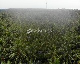 Cultivated land for sale