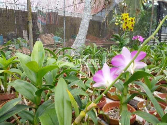 Orchid Plants For Sale