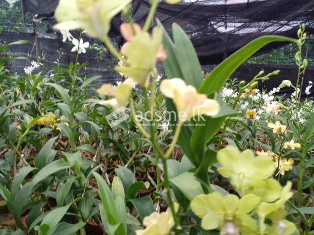 Orchid Plants For Sale