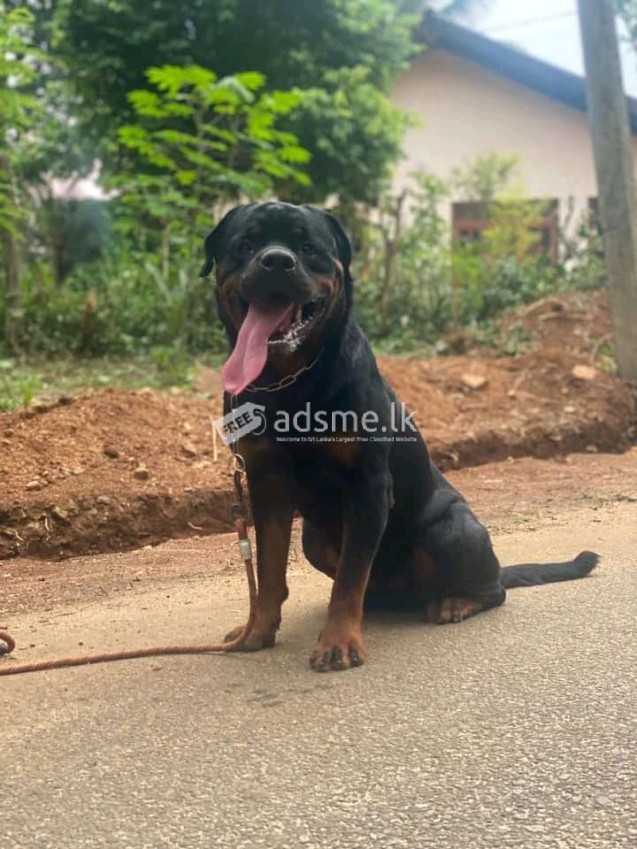 Rottweiler male for crossing
