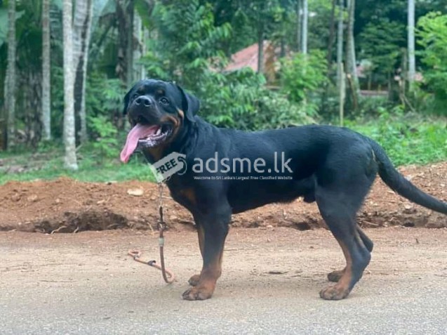 Rottweiler male for crossing