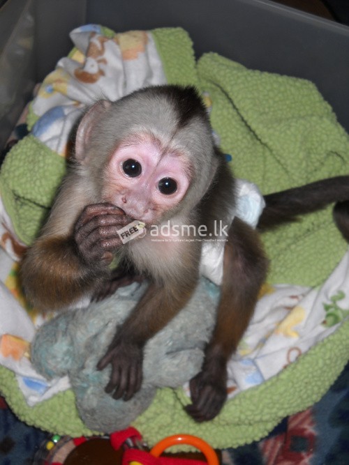 Capuchin And Marmoset Monkey For Sale Wellampitiya Adsme Lk
