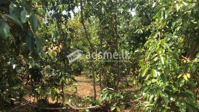 Cinnamon land for sale -Aluthwala